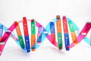 dna molekyl spiral strukturera modell isolerat på vit bakgrund, kromosom och gen kemisk vetenskap biologi. foto