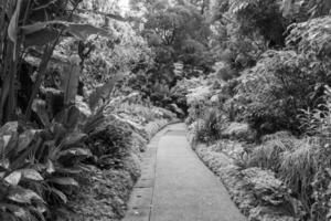 trädgård i singapur foto