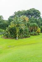 singapur trädgårdar i Asien foto