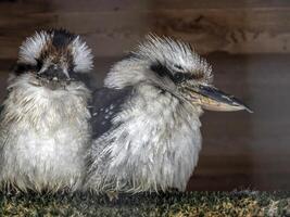 kookaburran par de australier skrattande fågel foto