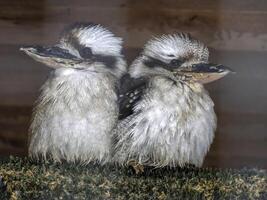 kookaburran par de australier skrattande fågel foto