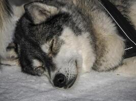 kälke hund med hes hundar vilar i snö bergen vit bakgrund i dolomiter på solig dag foto