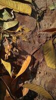 torr löv är placerad i bördig jord lämplig för odling foto