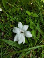 närbild av jasminblommor i en trädgård foto