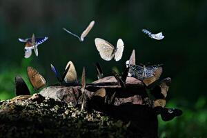 fjärilar i styng page nationell parkera sa kaeo, thailand foto