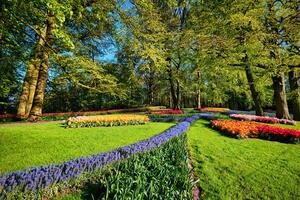 blomning tulpaner rabatter i keukenhof blomma trädgård, nederland foto