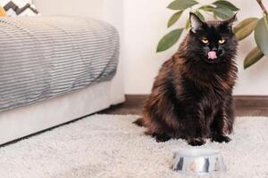 stor svart katt slickar hans mun efter äter i interiör foto