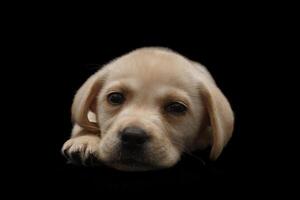 porträtt av en labrador retrieverhund på en isolerad svart bakgrund. foto