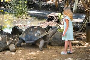 roligt familj underhållning i mauritius. en flicka matar en jätte sköldpadda på de mauritius ö Zoo foto