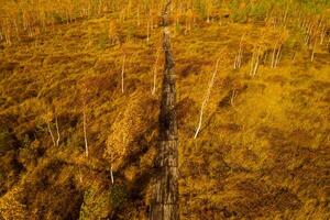 ett antenn se av ett höst mosse i yelnya, belarus, höst. ekosystem ekologisk problem klimat förändra foto