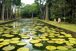 botanisk trädgård på de paradis ö av mauritius. skön damm med liljor. ett ö i de indisk hav foto