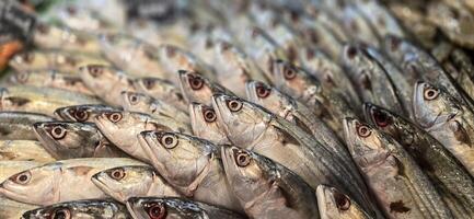 färsk fånga rå fisk marknadsföra som visar färsk fisk ögon foto