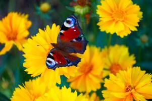 fjäril, tar av från gul blomma i de trädgård. fjäril i de trädgård, sommar tid. foto