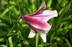 skön liljor närbild i de trädgård. stänga upp vit rosa lilly blomning i de trädgård foto