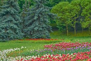 charmig värma grön gräsmatta med ljus röd lila delikat tulpaner, träd foto