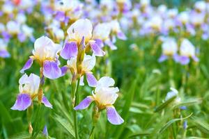 charmig delikat gul lila iris skäggig blomma i stad grön parkera foto