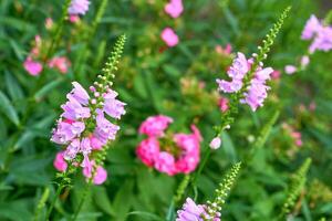 ung blomning rosa fysostegia virginiana blommor för landskapsarkitektur, trädgårdsarbete foto