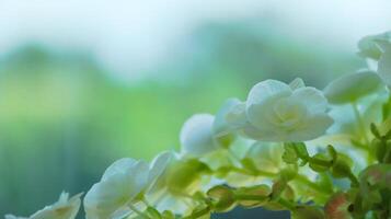 frodig vit blommor på fläck bakgrund mjuk och selektiv fokus foto