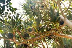 de allmänning skruvmejsel pandanus utilis är inföding till madagaskar, mauritius och de seychellerna. mycket friska och utsökt frukt från tropisk länder foto