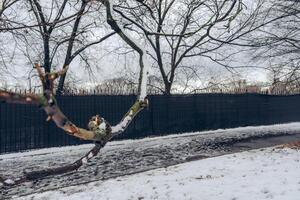 snö täckt träd gren bred skott foto