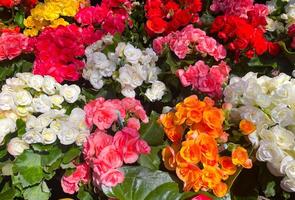 vibrerande färger av skön blommor som bakgrund foto