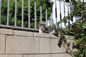 herrelös och herrelös katt på de gata i tel aviv. foto