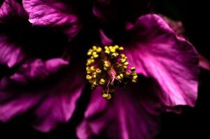 stänga upp skott av violett blomma med gul antera foto