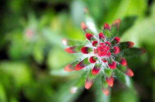 makro skott av röd dricks blomma foto