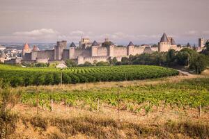 vingårdar växande utanför de medeltida fästning av carcassonne i Frankrike foto