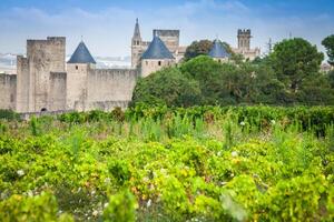 vingårdar växande utanför de medeltida fästning av carcassonne i Frankrike foto