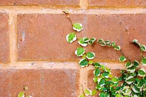 närbild och beskära av murgröna grön löv på tegel vägg. foto