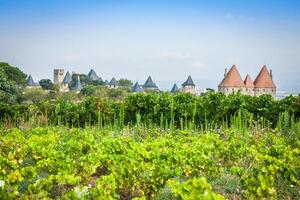 vingårdar växande utanför de medeltida fästning av carcassonne i Frankrike foto