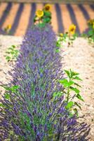 lavendel- fält. de platå av Valensole i provence foto