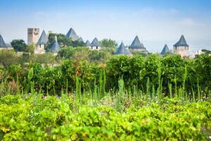 vingårdar växande utanför de medeltida fästning av carcassonne i Frankrike foto