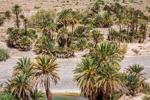 bred se av kultiverad fält och palmer i errachidia marocko norr afrika afrika, djup blå himmel foto