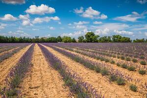 lavendel- fält nära Valensole i provence, Frankrike. rader av lila blommor. känd, populär destination och plats för turister för framställning semester i sommar foto