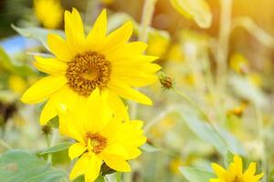 solrosor på suddigt fält blommor med Sol blossa bakgrund. foto