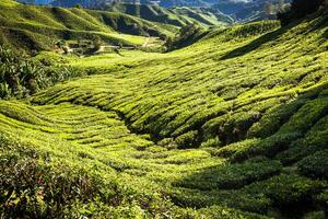 grön kullar av te planeringen - cameron höglandet, malaysia foto