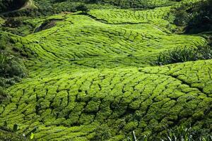 grön kullar av te planeringen - cameron höglandet, malaysia foto