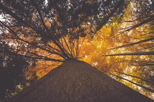 färgrik träd grenar i solig skog, höst naturlig bakgrund foto