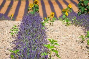 lavendel- fält nära Valensole i provence, Frankrike. rader av lila blommor. känd, populär destination och plats för turister för framställning semester i sommar foto