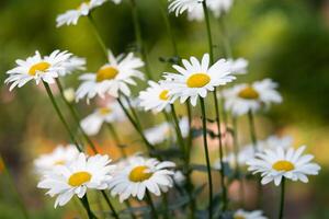 skön vit kamomill blommor växa i de fält foto