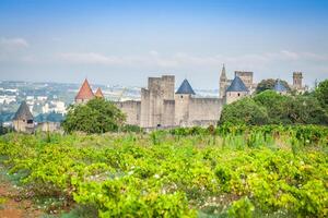 vingårdar växande utanför de medeltida fästning av carcassonne i Frankrike foto