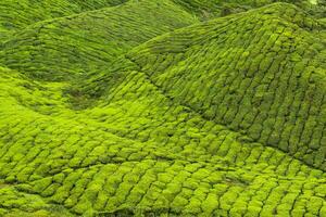 te plantager i munnar, Kerala, Indien foto