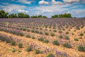 lavendelblomma som blommar doftande fält i oändliga rader. valensole plateau, provence, france, europa. foto