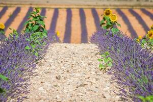 lavendel- fält. de platå av Valensole i provence foto