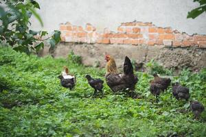 skön kycklingar och tuppar utomhus i de gård mor med kycklingar foto