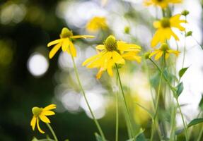 många skön gul blomma av rudbeckia på en suddig konstnärlig bakgrund foto