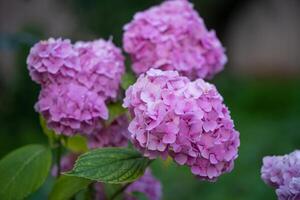 skön rosa hortensia blommor i de trädgård foto
