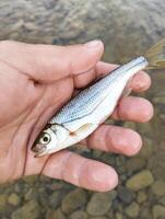 fiskare fångad flod fisk innehav i hans hand foto